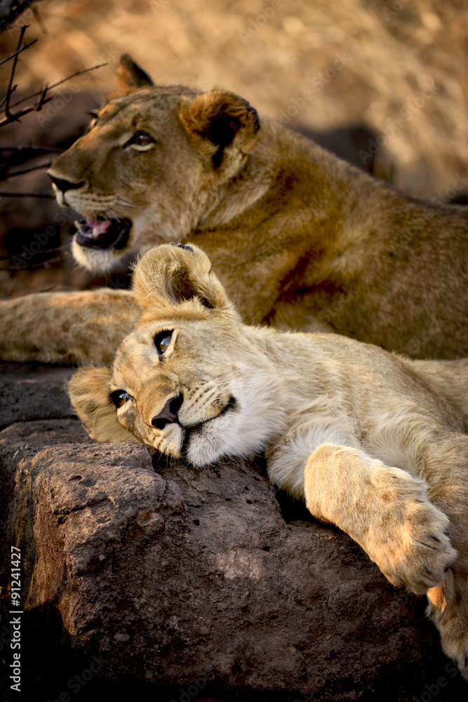 Obraz premium Lion cubs, Zimbabwe