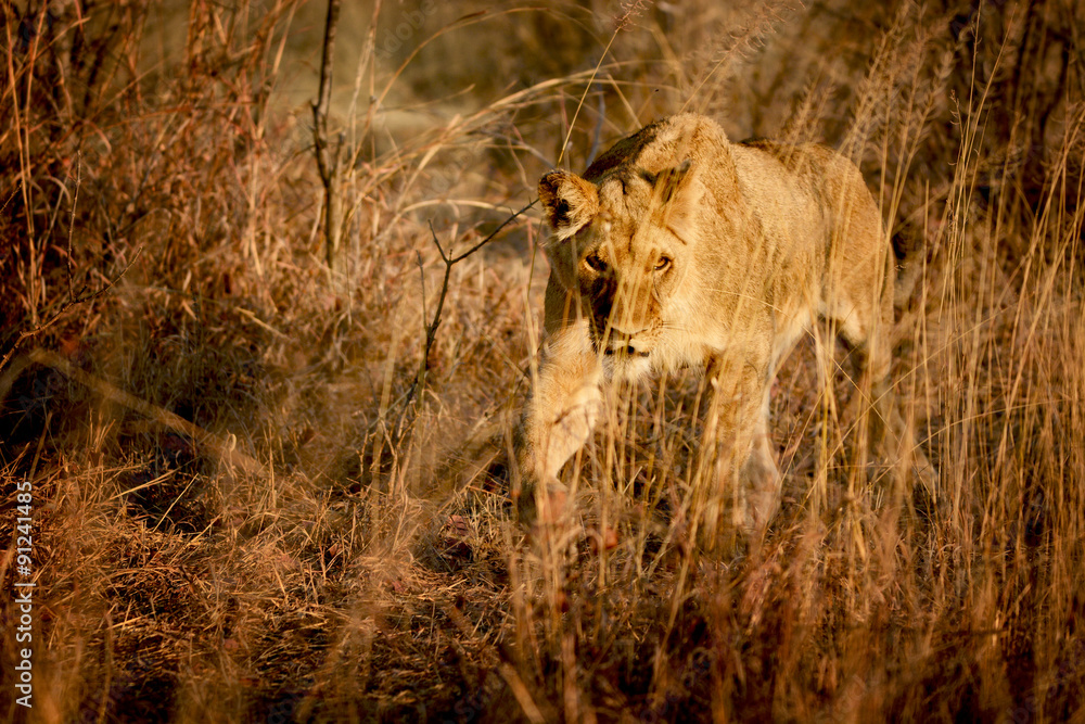 Fototapeta premium Young lioness in savannah, Zimbabwe