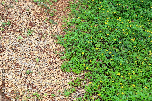 Creeping Daisy and gravel