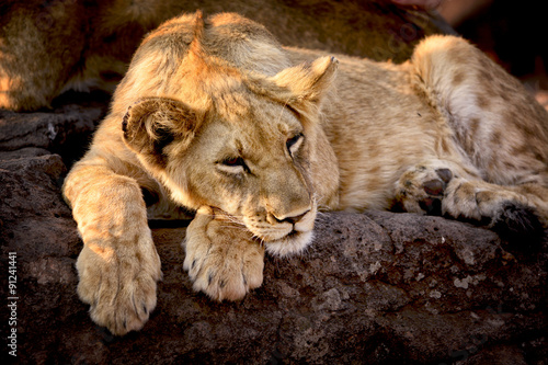 Fototapeta Naklejka Na Ścianę i Meble -  Lion cub, Zimbabwe
