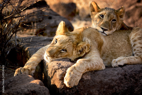 Fototapeta Naklejka Na Ścianę i Meble -  Two lion cubs have a rest, Zimbabwe