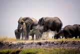 Elephants play in dust, Chobenational park, Botswana