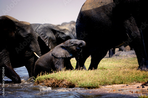 Photography Elephant calf drinks water, Chobe national park, Botswana