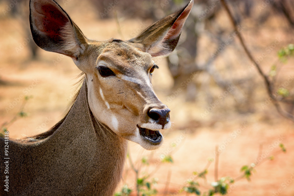 Female Kudu anthelope, Kruger national park, South Africa