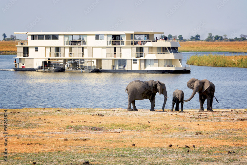 Naklejka premium Elephants and tourists on the banks of Chobe river