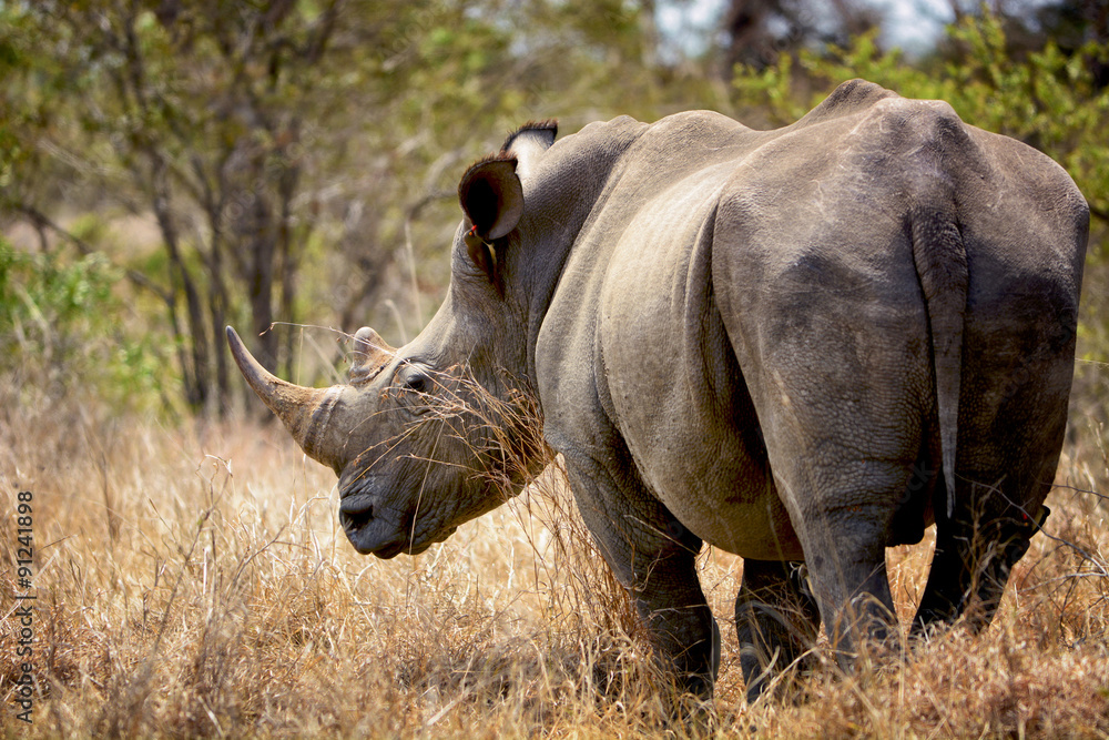 A huge wild rhino in the African savanna A huge wild rhino in the African savanna