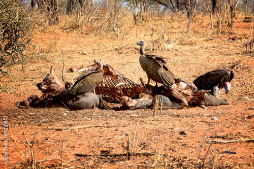 Photography Vultures on dead elephant, Chobe national park, Botswana