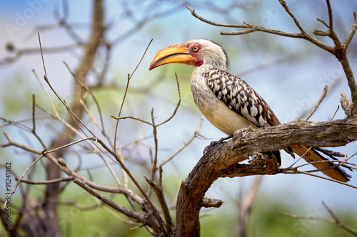 A hornbill in the African savanna
