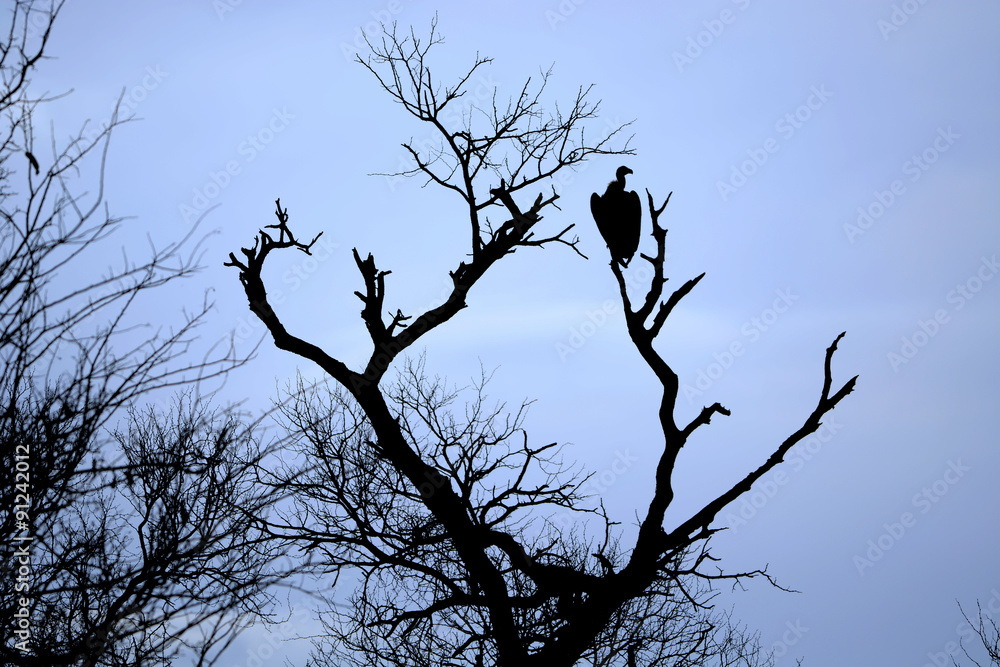 Vulture on dead tree trunk, Kruger National park, South Africa Vulture on dead tree trunk, Kruger National park, South Africa