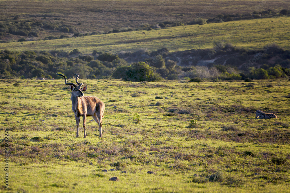 Kudu bull, Addo Elephant National Park, South Africa Kudu bull, Addo Elephant National Park, South Africa