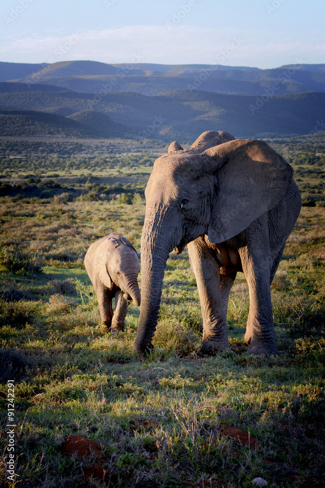 Obraz premium Elephant and cute elephant calf, Addo Elephant National Park, South Africa