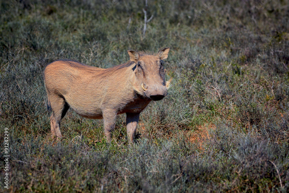 Wild warthog, Addo Elephant National Park, South Africa Wild warthog, Addo Elephant National Park, South Africa