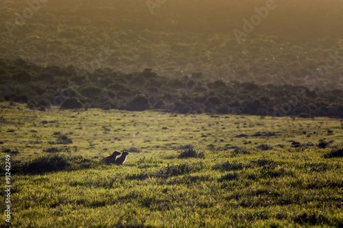 Mongoose couple, Addo Elephant National Park, South Africa