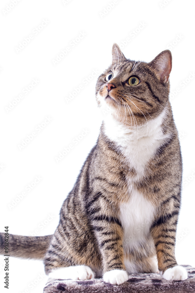 graue getiegerte Katze auf Kratzbaum - Felis silvestris catus graue getiegerte Katze auf Kratzbaum - Felis silvestris catus