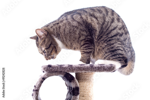 graue getiegerte Katze auf Kratzbaum - Felis silvestris catus photo