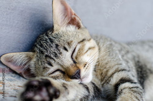 Fototapeta Naklejka Na Ścianę i Meble -  Small Kitty sleep