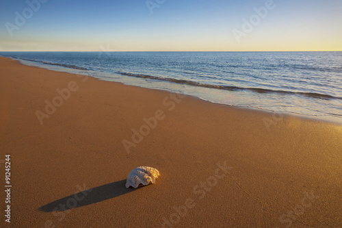 One Sea Shell on the Beach