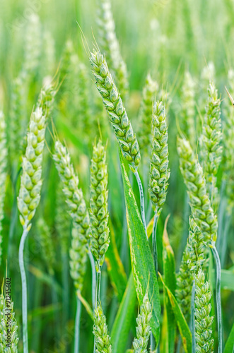 Ripening rye