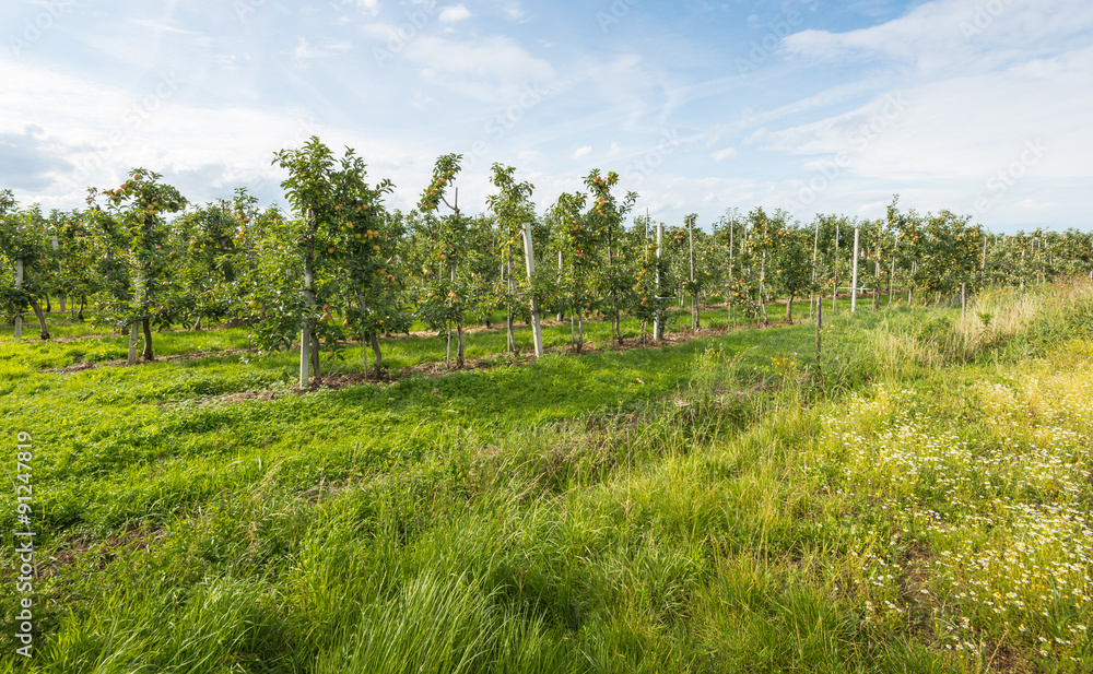 View at a modern apple orchard with low espaliers View at a modern apple orchard with low espaliers