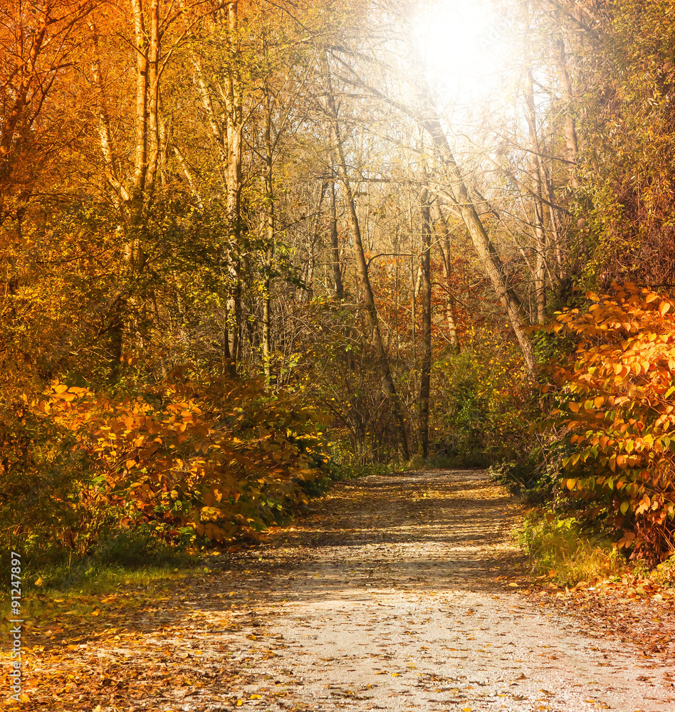 Obraz premium Wanderweg im Herbst