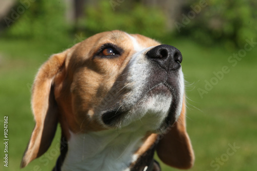 Beagle