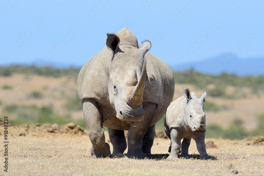 Fototapeta premium Rhino