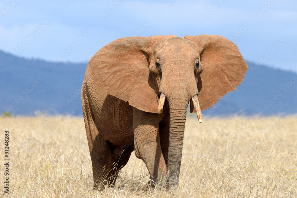 Fototapeta premium Elephant