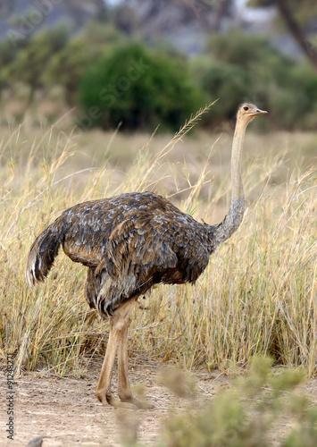 African ostrich (Struthio camelus)