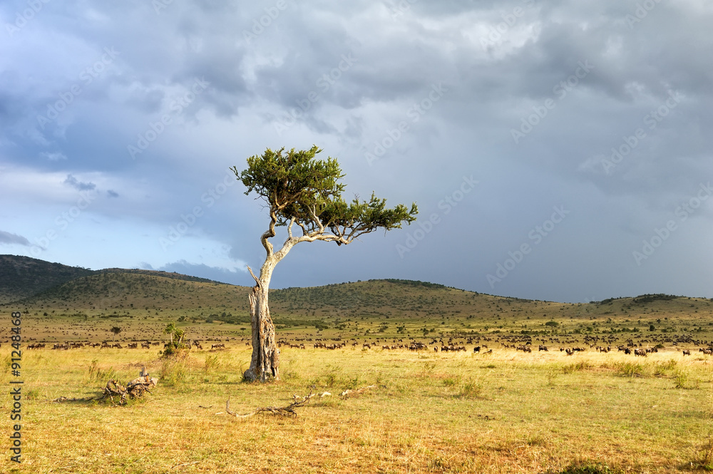 Landscape with tree in Africa Landscape with tree in Africa