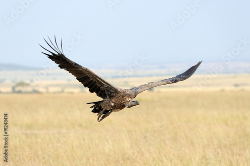 Vulture © byrdyak