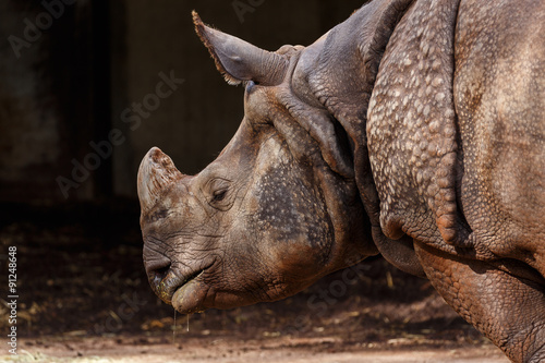 Rinoceronte en el zoo de Madrid