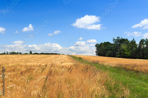 Hiking path next to grain field with blue sky in Saxon Switzerland