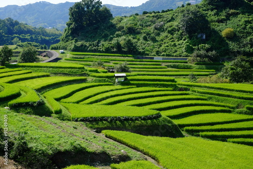 日本棚田百選 大阪 下赤阪の棚田