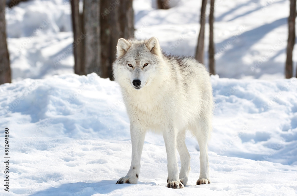 Naklejka premium loup blanc en hiver