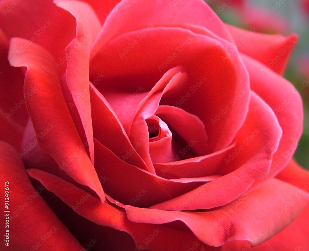 Rose Shapes - Macro di una rosa Rose Shapes - Macro di una rosa