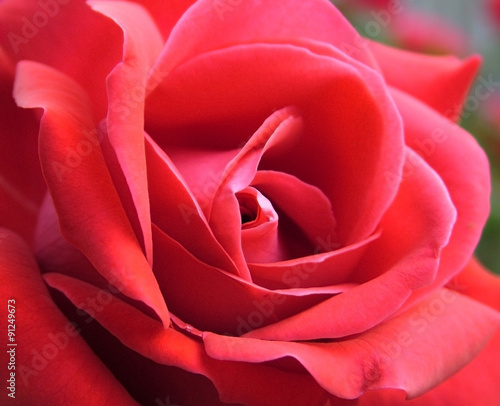 Wallpaper Mural Rose Shapes - Macro di una rosa Torontodigital.ca