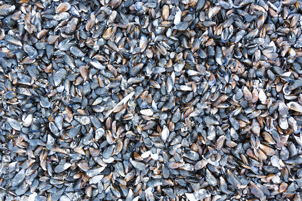 Mussels on the shore Mussels on the shore