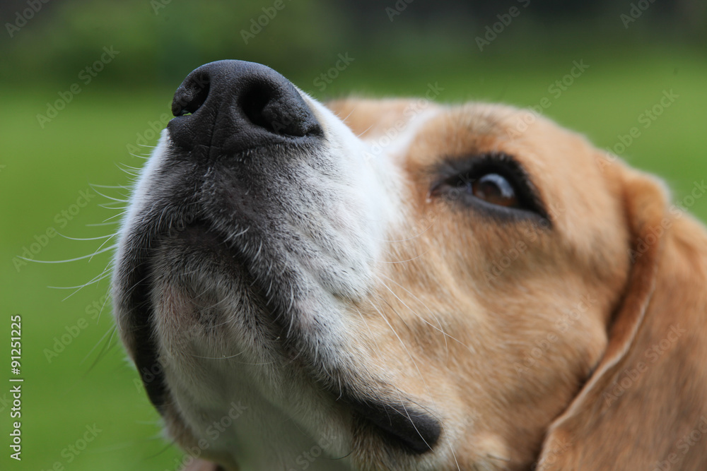 Fototapeta premium Beagle