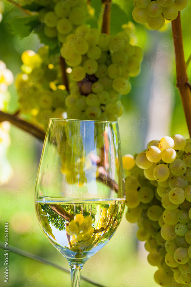 Weinglas im Weingarten