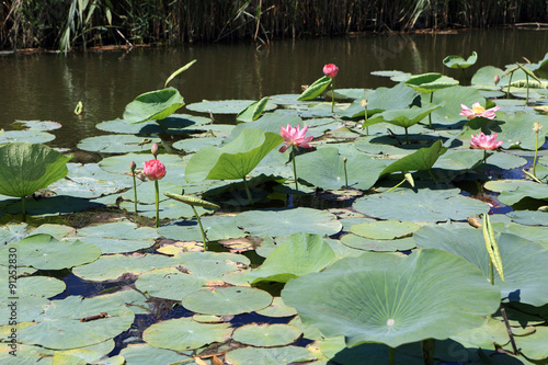 Indian lotus flower in the firth photo