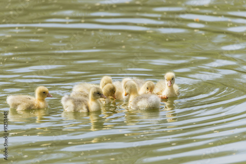 small duck hatchlings © arnau2098