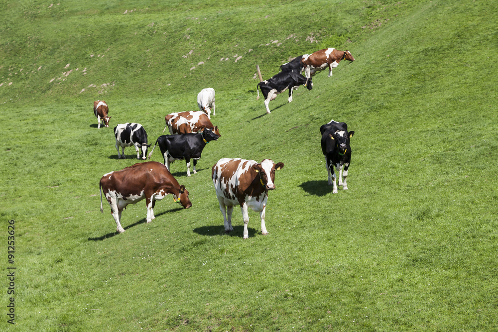 Grasende Kühe auf einer Weide in Nordrhein-Westfalen, Deutschland Grasende Kühe auf einer Weide in Nordrhein-Westfalen, Deutschland