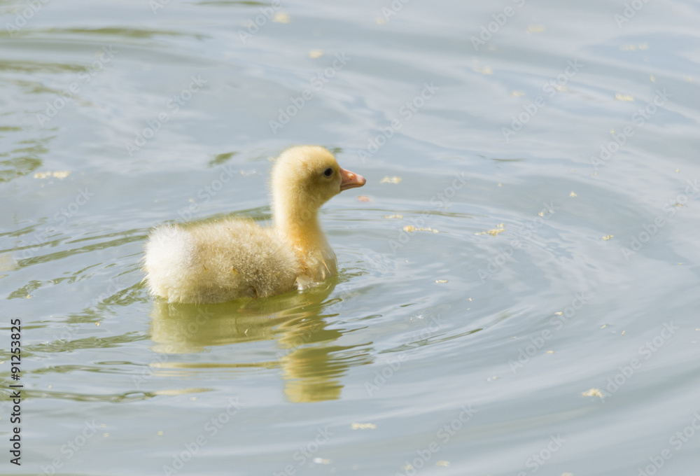 small duck hatchlings