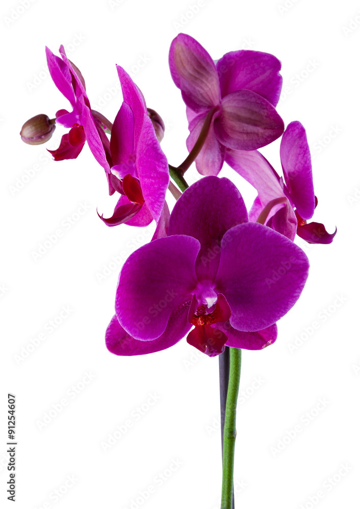 violet flower of orchid isolated on white background violet flower of orchid isolated on white background