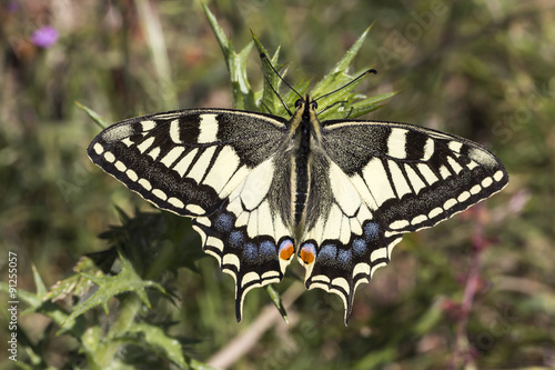 Papilio machaon, Europäischer Schwalbenschwanz - Swallowtail butterfly