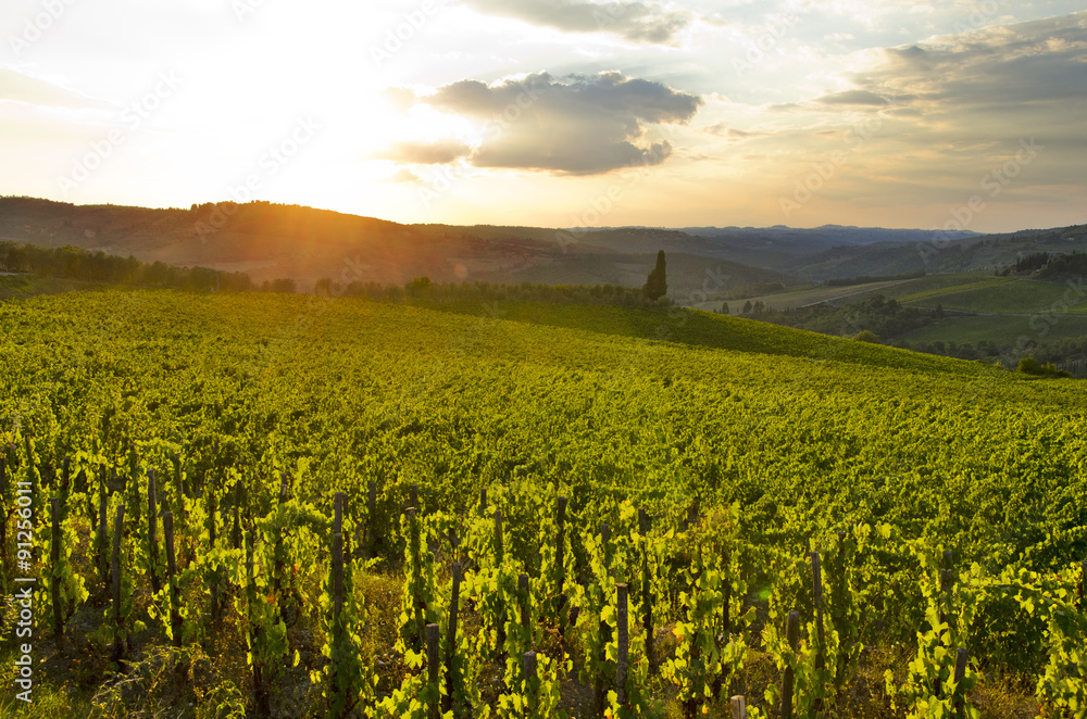 Fototapeta premium Vineyard