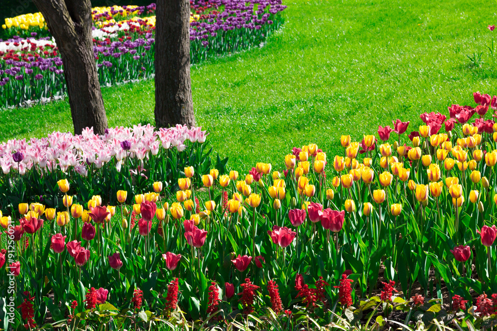 Spring. Tulips Blooming Flowers Field, Green Grass Lawn in Beautiful Garden. Spring. Tulips Blooming Flowers Field, Green Grass Lawn in Beautiful Garden.