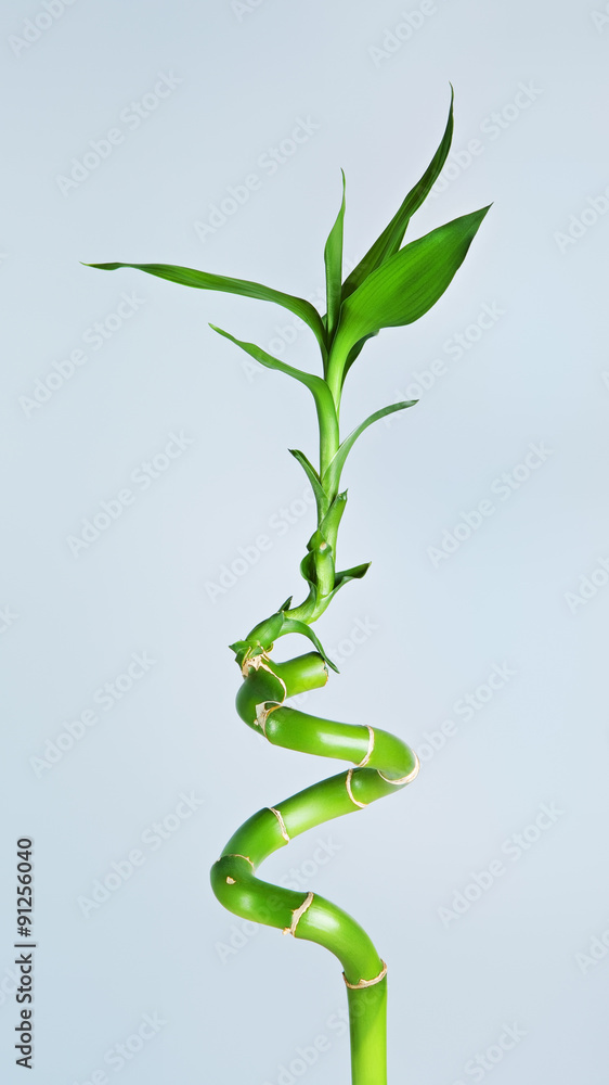 Bamboo Sprout Bamboo Sprout