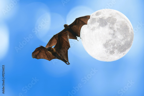 Bat silhouettes with full moon - Halloween festival photo