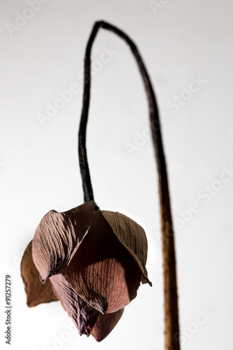 Withered pink lotus flower isolated on white background 
